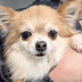 チワワ(ロング)