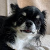 チワワ(ロング)