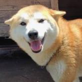 柴犬