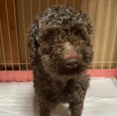 トイプードル