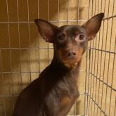 ミニチュアピンシャー