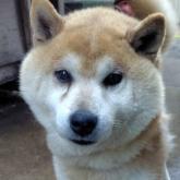 柴犬