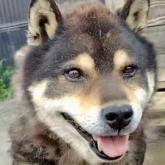 柴犬