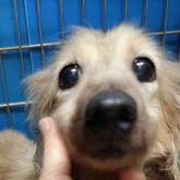 カニンヘンダックスフンド(ロング)