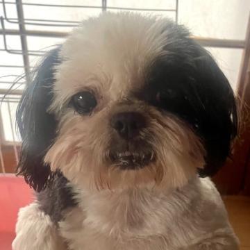 犬 × シーズーの里親募集一覧｜ハグー -みんなのペット里親情報