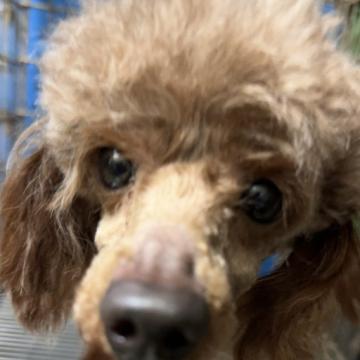 犬の里親募集】岡山県・トイプードル・トイプードル ニモ（ID:2508
