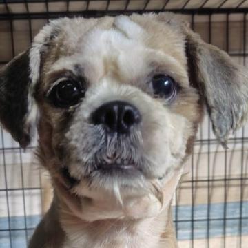 犬 × シーズーの里親募集一覧｜ハグー -みんなのペット里親情報