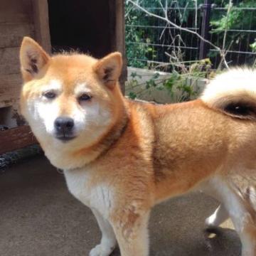 犬 × 柴犬の里親募集一覧｜ハグー -みんなのペット里親情報