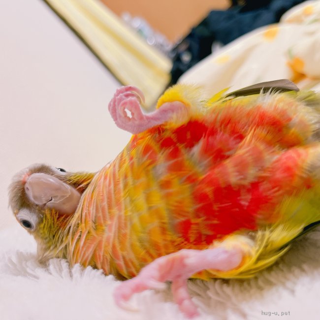 鳥の里親募集 千葉県 インコ ウロコインコ パイナップル 女の子1歳 里親募集 Id 29 ハグー みんなのペット里親情報