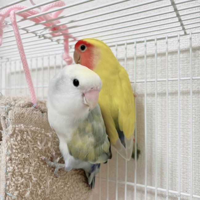 鳥の里親募集 千葉県 インコ コザクラインコ ペア 仲良し夫婦の里親募集 Id 28 ハグー みんなのペット里親情報