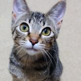 雑種