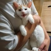 雑種