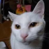 雑種
