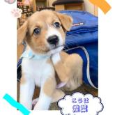 雑種