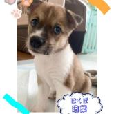 雑種