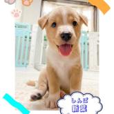 雑種