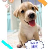 雑種