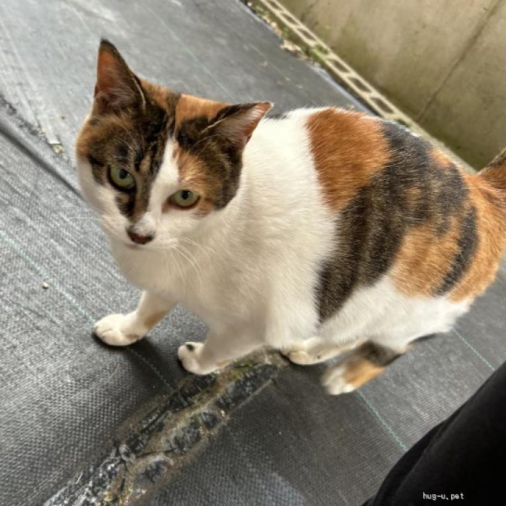 猫の里親募集】奈良県・雑種・しっかり者の三毛猫ママさん（ID:2512