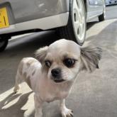 チワワ(ロング)