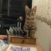 雑種