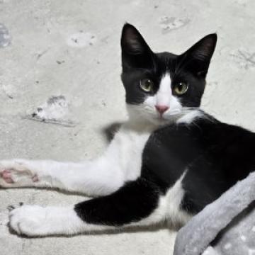 保護活動者：ねこ部254(埼玉県ふじみ野市)｜ハグー -みんなのペット