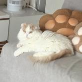 スコティッシュフォールド