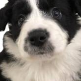 ボーダーコリー