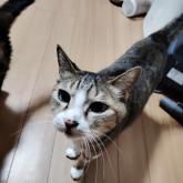 雑種