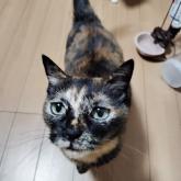雑種