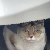 雑種
