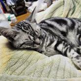 アメリカンショートヘア