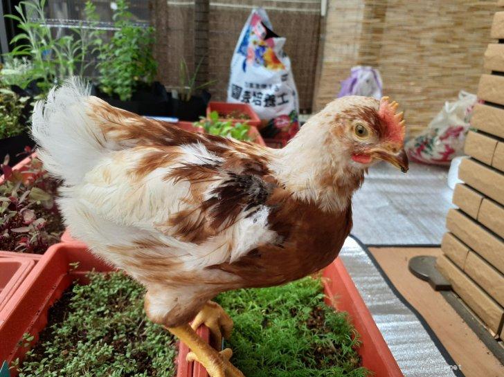 鳥の里親募集】長野県・ニワトリ・鶏♂の雛（ワクチン未接種）もらってくださる方募集。（ID:2405-00152）｜ハグー -みんなのペット里親情報