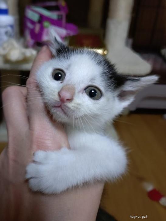 猫の里親募集】東京都・雑種・仕草がとっても可愛いイチオシのりこ（ID