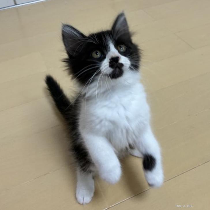 猫の里親募集】千葉県・雑種・🚗ボンネットの中から🆘小さな梅ちゃん