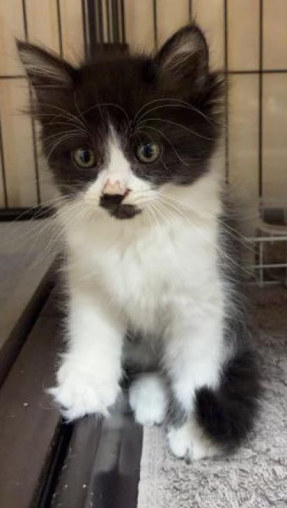 猫の里親募集】千葉県・雑種・🚗ボンネットの中から🆘小さな梅ちゃん