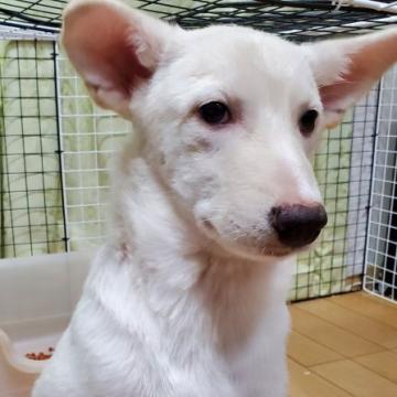 犬 佐賀県の里親募集一覧 ハグー みんなのペット里親情報