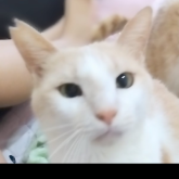 雑種