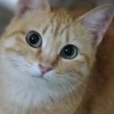 雑種