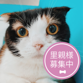 スコティッシュフォールド