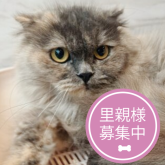 スコティッシュフォールド