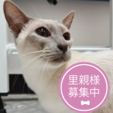 シャム(サイアミーズ)