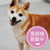 柴犬