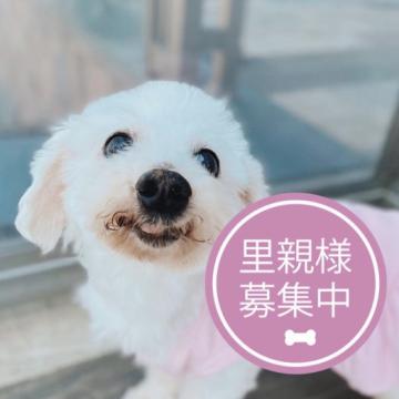 ☆かず☆姫様❣️確認ページ❤︎チワワ ラブラドールレトリーバー （犬 