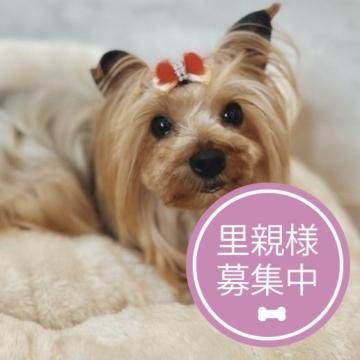 犬 × ヨークシャーテリアの里親募集一覧｜ハグー -みんなのペット里親情報