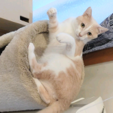 雑種