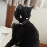 雑種
