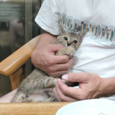 雑種