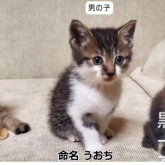 雑種