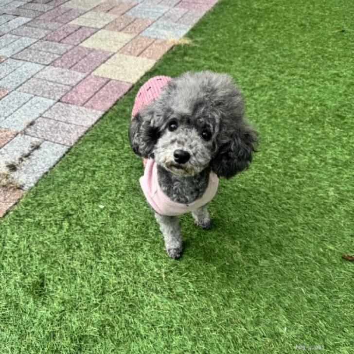 犬の里親募集】兵庫県・トイプードル・性格抜群 トイプードル サラ