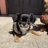 チワワ(ロング)